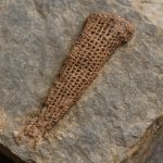 Pywackia: Unraveling the Oldest Bryozoan Mystery in Paleontology (2025)